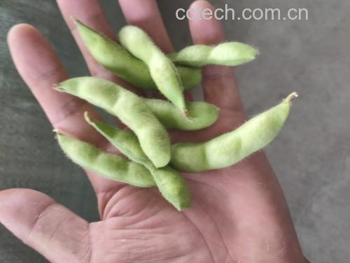 毛豆在沸水中焯水,保持翠绿和脆嫩 毛豆焯水过程