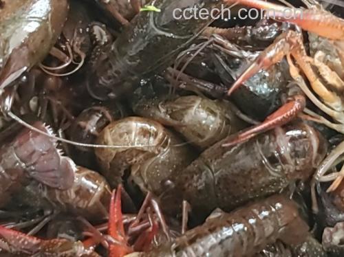 图片说明:挑选鲜活、外壳干净的小龙虾是制作美味麻辣小龙虾的第一步 挑选新鲜小龙虾
