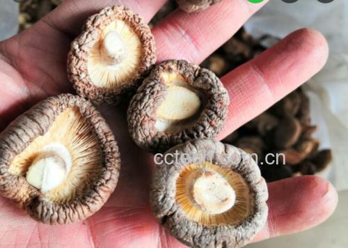 展示干香菇清洗过程,手拿香菇在清水中轻柔漂洗 干香菇清洗过程