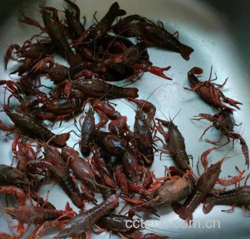 一位年轻女性正在享用蒸煮的小龙虾,桌上摆放着蔬菜沙拉 女性食用小龙虾