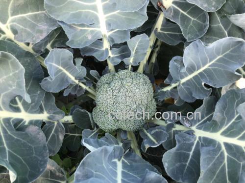 展示花菜和西兰花并排摆放的高清图片,突出两者颜色和形态差异 花菜与西兰花对比图