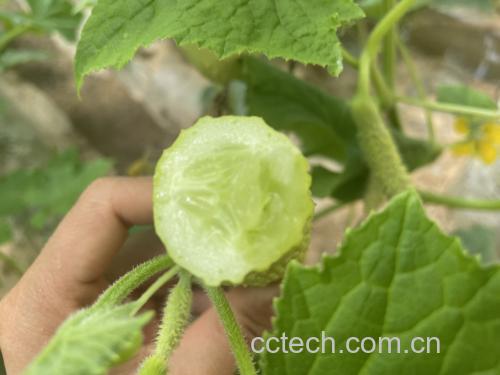西兰花与黄瓜凉拌图示 西兰花与黄瓜凉拌图示