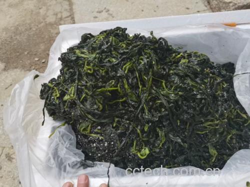 室内营养咨询室场景,穿白大褂的注册营养师手持两包海带产品(左为真空包装鲜海带,右为纸袋装干海带),指向平板电脑上显示的《中国高尿酸膳食管理路径图》,图中用红色箭头标出‘优选鲜海带’‘干海带限5g/日’‘禁用浓汤’三处关键提示,桌面摆放碘盐、柠檬片、新鲜蔬菜作为健康搭配示意 营养师指导高尿酸患者挑选海带场景