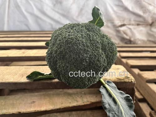胡萝卜西兰花炒鸡胸肉摆盘图,色泽鲜亮,食材分明 胡萝卜西兰花炒鸡胸肉成品图