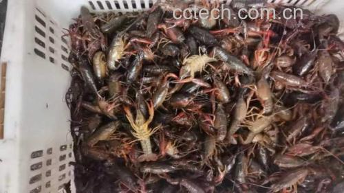 小龙虾与蛋白质含量对比图