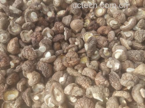 图示为干香菇与新鲜香菇并列摆放,突出其体积差异和色泽变化 干香菇与新鲜香菇对比图