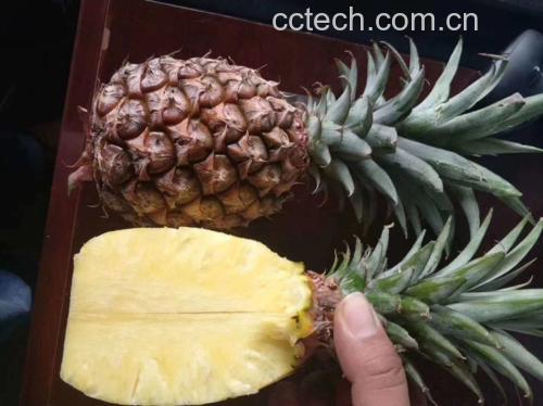展示菠菜与梨主要营养成分对比的图表 菠菜和梨营养对比图