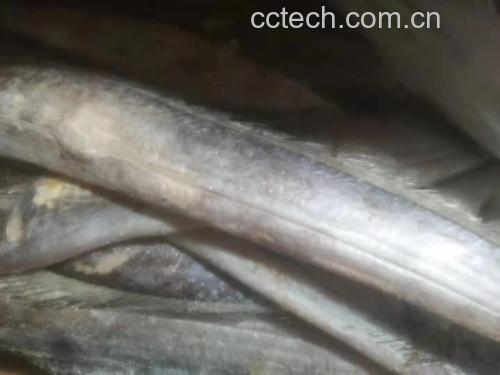 新鲜海带实物图,展示其自然色泽和形态 海带实物图