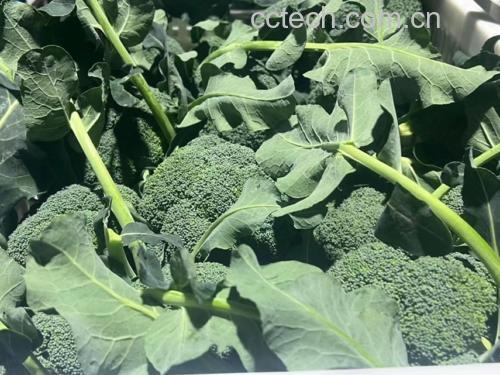 西兰花与鸡蛋的营养成分对比柱状图,展示维生素C、蛋白质、膳食纤维等指标 西兰花与鸡蛋的营养对比图表