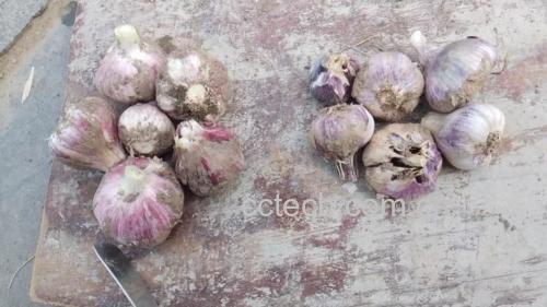 新鲜大蒜与牙齿模型并置,展示大蒜对口腔环境的积极作用 大蒜与口腔健康