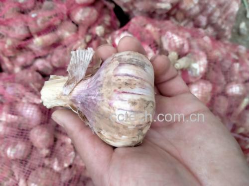 厨房中摆放的大蒜与健康食材,象征大蒜在日常饮食中的重要地位 健康生活中的大蒜