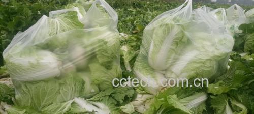 阳光下的青萝卜种植基地,绿意盎然,农民正在采摘 青萝卜种植田地