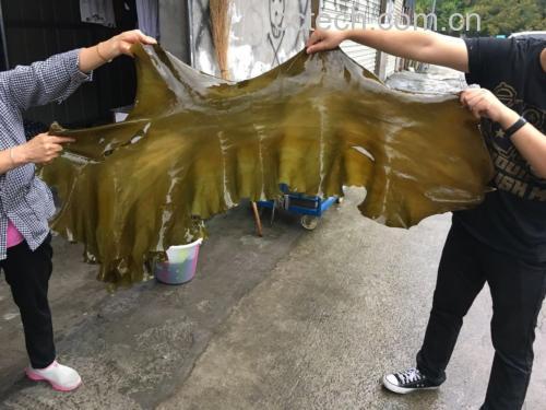 展示新鲜海带在海水中的自然生长状态 海带的自然生长状态