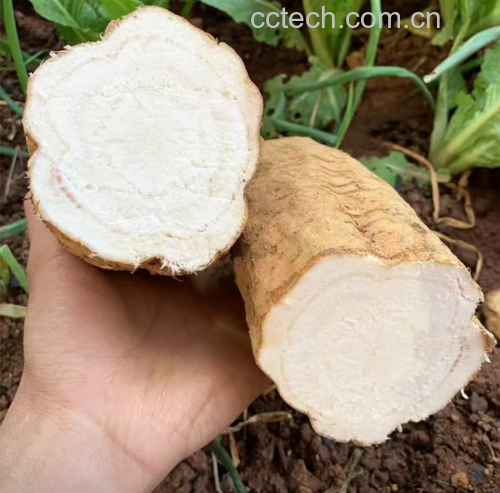 显微镜下的葛根横切面图像,显示大量排列整齐的薄壁细胞,细胞内充满淀粉颗粒,细胞间隙清晰可见,整体呈现均质白色结构 葛根横切面显微结构示意图