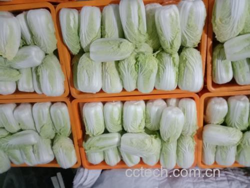 娃娃菜在菜市场中整齐摆放,颜色鲜亮,吸引消费者目光 娃娃菜在菜市场中整齐摆放,颜色鲜亮,吸引消费者目光