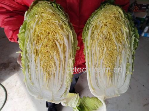 黄心娃娃菜与紫心娃娃菜对比展示,色彩鲜明,突出视觉与口感差异 黄心娃娃菜与紫心娃娃菜对比展示,色彩鲜明,突出视觉与口感差异