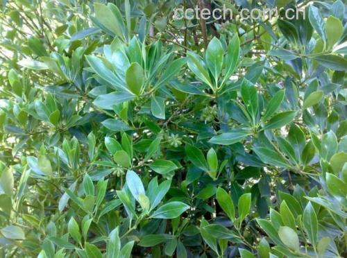 八角刺植株,展示其叶片、果实与根部形态 八角刺植株图