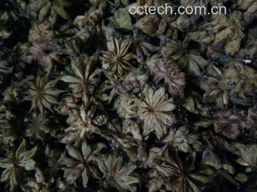 干燥的八角刺根切片,呈现内部结构和颜色特征 八角刺根切片图