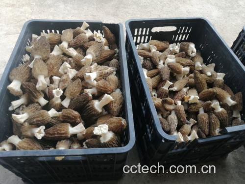 新鲜采摘的野生羊肚菌,表面蜂窝状纹理清晰可见 羊肚菌特写