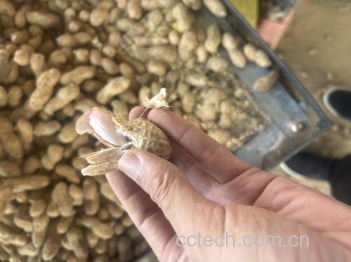 新鲜带壳花生特写,展示其自然形态 花生特写图