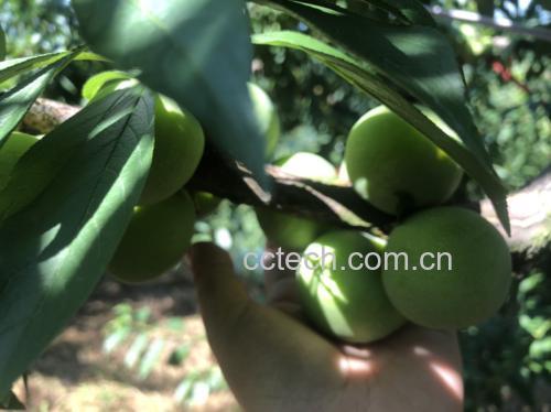 李子果肉内部的油胶特写,展示其半透明、胶状质地 李子果肉内部的油胶特写