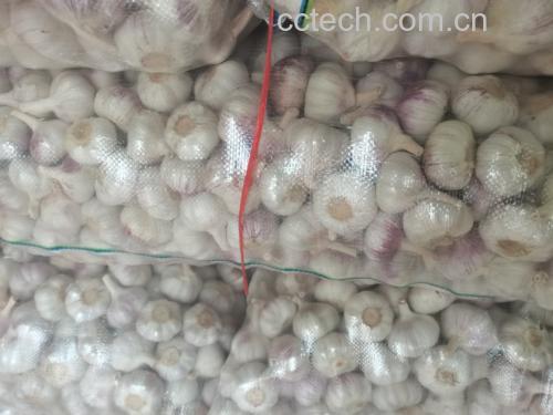 新鲜大蒜与肺部CT图像并列展示 大蒜与肺结节