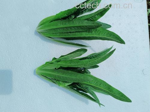 展示新鲜油菜和泡发后的干香菇并列摆放 油菜与香菇清洗前对比图