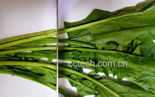 高清俯拍:左为带露水的嫩绿小菠菜(根部微红、叶片无黄斑),右为饱满圆润的熟透粉红西红柿(表皮光滑泛光泽,蒂部青绿鲜活);背景为竹制菜篮与木质砧板,突出农产品天然质感 菠菜与西红柿新鲜食材特写