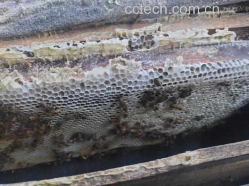 展示蜂蜡在食品、护肤品、蜡烛等领域的应用 蜂蜡在食品与护肤品中的应用