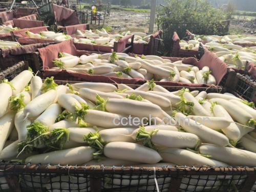 农贸市场中陈列的各类萝卜产品 市场中的多种萝卜品种