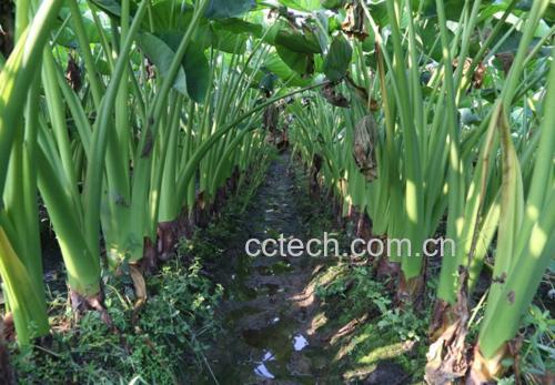 农民在雨后湿润的田地中采收芋头,露出带泥的完整芋头植株,地上散落着大片心形芋叶,远处有山峦和雾气,展现原生态种植环境,突出‘从田间到餐桌’的概念 田间采收芋头场景