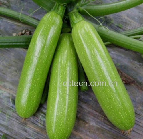 新鲜绿色的西葫芦,表面光滑,色泽鲜亮 西葫芦食材图