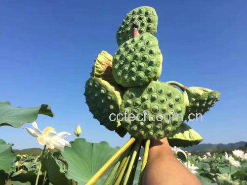 莲塘中成熟的莲蓬正在采摘,农民正在手工剥取莲子,体现原生态种植过程 莲子种植场景