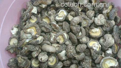 干香菇冷水与热水浸泡对比实验图