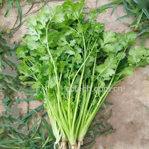 一束新鲜采摘的绿色香菜,叶片鲜嫩、茎秆翠绿,背景为田园土壤环境,突出其作为天然农产品的原始状态 香菜特写镜头