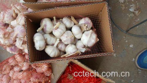 展示新鲜完整的大蒜与存放不当后发芽、干瘪的大蒜对比 大蒜存放前后对比图