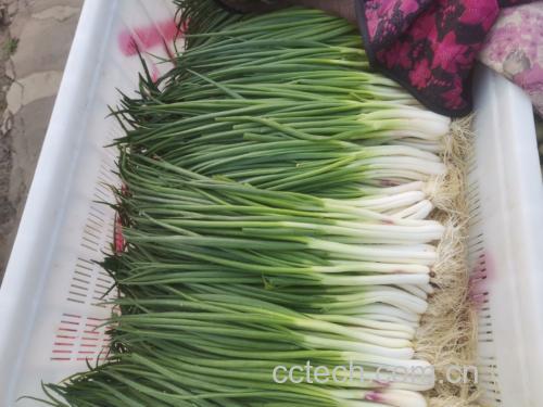蒜苗与虾仁的食材摆放图