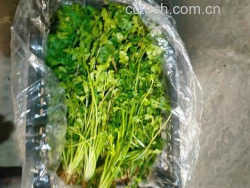 新鲜香菜的营养成分表展示 香菜的营养成分展示图