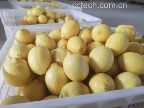 新鲜采摘的大青柠檬,果实饱满,表皮青绿,散发着天然果香 大青柠檬特写
