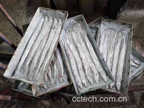 海带在清澈的海水中随波摆动,成片生长 海带生长在海洋中的场景