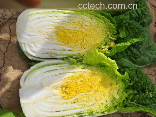 新鲜采摘的娃娃菜,排列整齐,叶片嫩黄,外层叶片翠绿 娃娃菜的性味归经