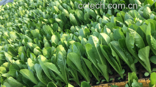 油麦菜小苗与成熟油麦菜对比图