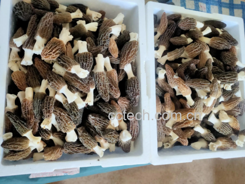 展示羊肚菌与配料一起翻炒的过程,锅中热气腾腾,色泽诱人 羊肚菌炒菜制作过程