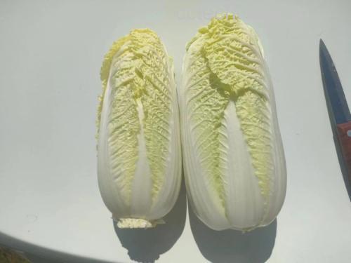 一盘新鲜的娃娃菜和猪肉馅,旁边摆放着擀好的饺子皮,准备开始包饺子 娃娃菜与新鲜猪肉馅摆盘图