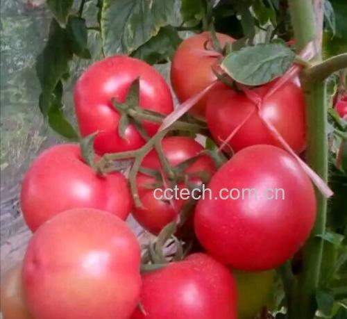 成熟红柿子挂满枝头,阳光下泛着光泽,果实饱满 柿子果实特写