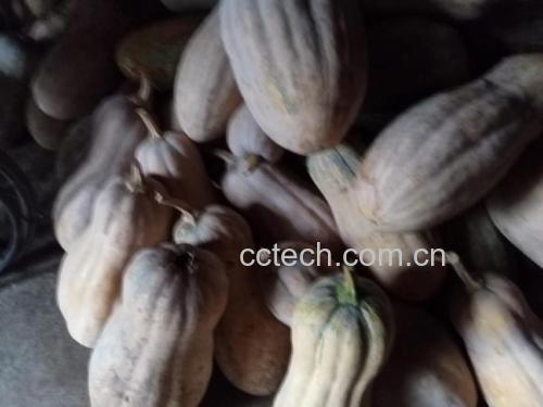 南瓜与生菜搭配的健康料理成品展示,配色自然美观 南瓜生菜料理成品图