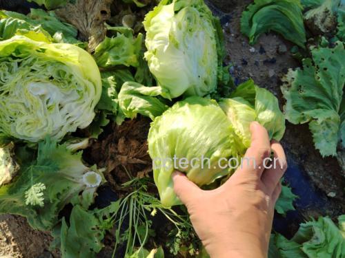 展示新鲜生菜与冷冻后生菜的外观差异 生菜冷冻前后的对比图