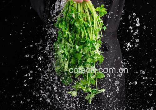 一名厨师正在用手揉搓加了盐的香菜,香菜呈深绿色,部分已出水,操作台上有盐粒和散落的香菜段,背景为不锈钢盆 香菜盐渍过程