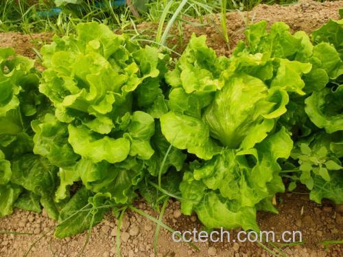图示:结球生菜(Crisphead类型)纵切面,清晰显示外层深绿色成熟叶片(起支撑包裹作用)、中层浅绿半展开叶片、中心嫩黄未展开幼叶(心叶),叶脉呈放射状向心汇聚,体现向内卷曲的细胞伸长方向 结球生菜纵切结构示意图