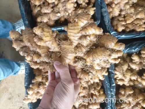 图中展示几种常见生姜品种及其外观特征,帮助消费者识别选购 生姜的不同品种与用途展示图